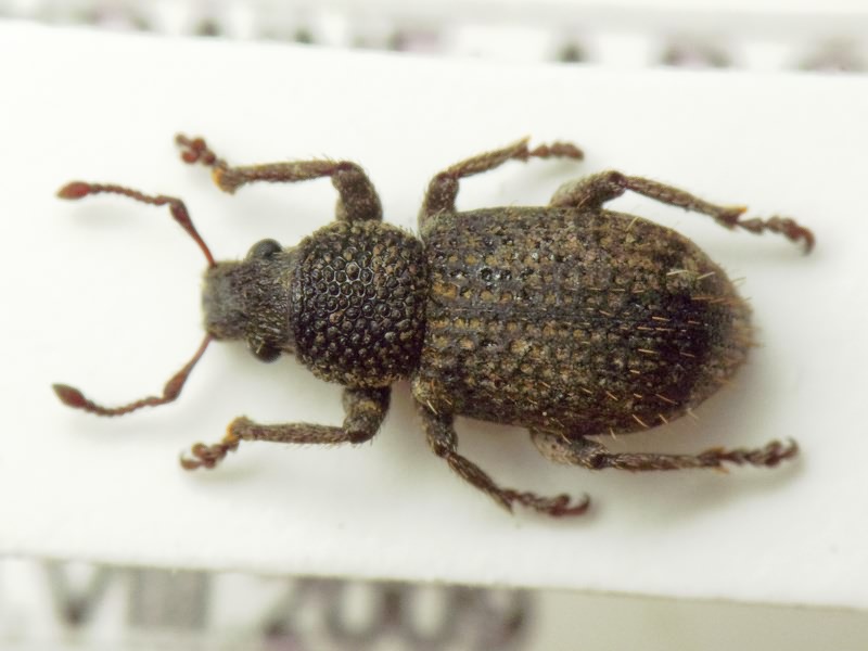 Mesagroicus pilifer Boh. in Schoenh., 1833